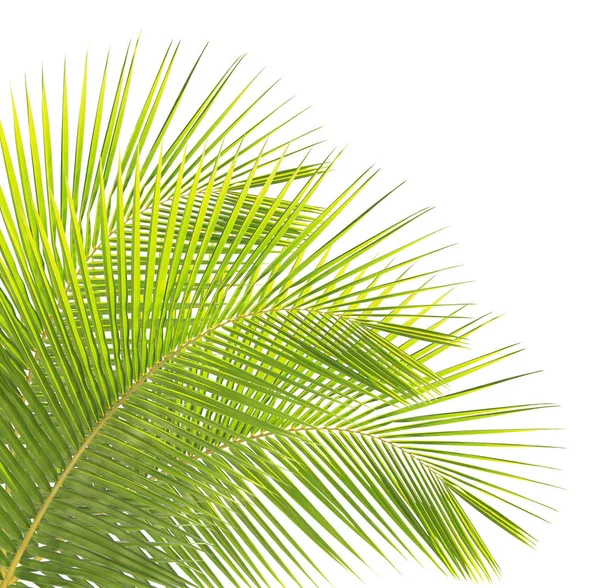 Green coconut leaves isolated on white background — Stock Photo, Image