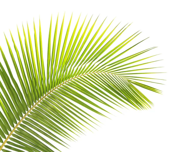 在白色背景上分离的绿椰叶 — 图库照片