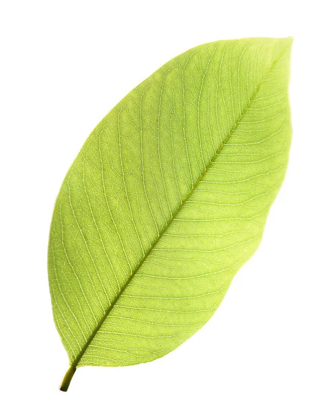 Folha verde isolada sobre fundo branco — Fotografia de Stock