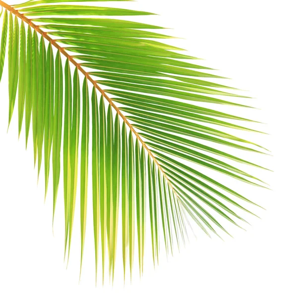 Folha de coco verde isolada sobre fundo branco — Fotografia de Stock