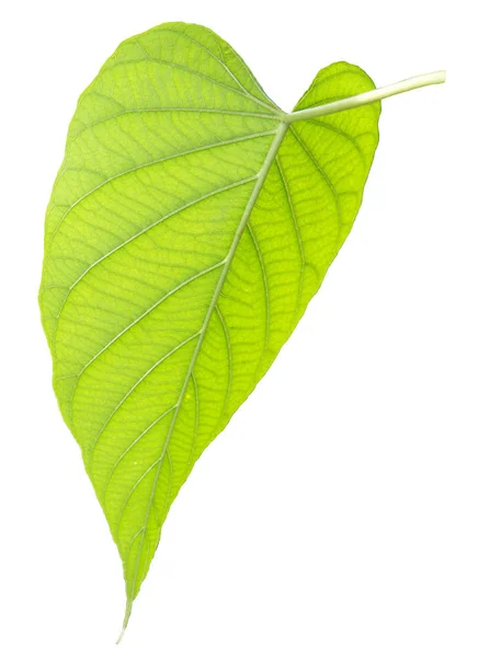 Зеленый лист изолирован на белом фоне — стоковое фото