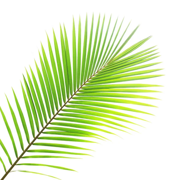 Coconut leaf isolated on white background — Stock Photo, Image