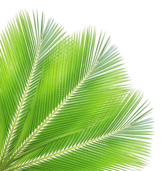 Coconut leaf isolated on white background — Stock Photo, Image