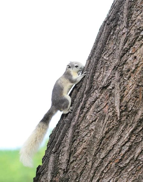 Östliches Grauhörnchen auf einem Baum. — Stockfoto