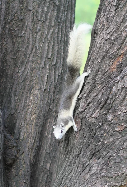 Eastern gray squirrel on a tree. — Stock Photo, Image