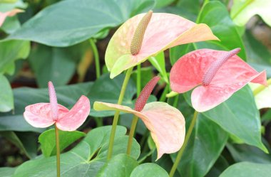 Renkli flamingo çiçeği