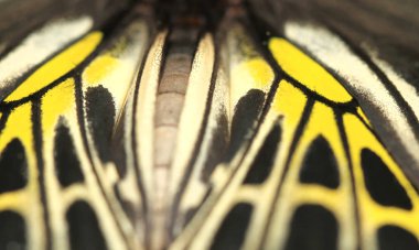 yeşil bitki üzerinde Kelebek