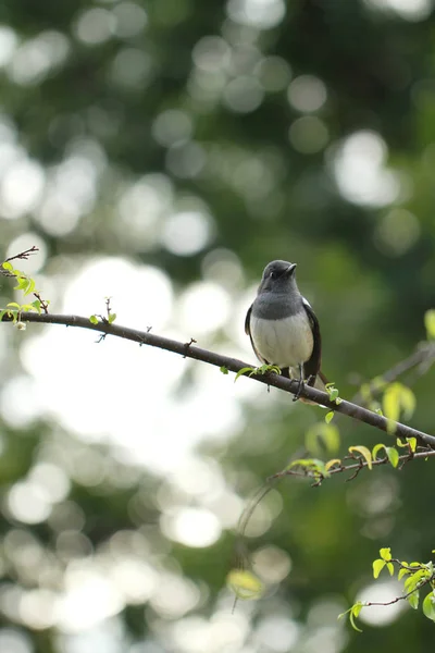 Pássaro comum magpie empoleirado em um ramo — Fotografia de Stock