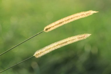 Gramineae veya Pennisetum setosum (siluet)