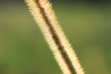 Gramineae veya Pennisetum setosum (siluet)