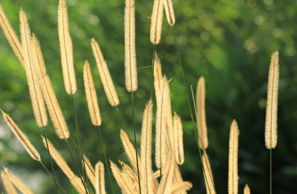 Gramineae or Pennisetum setosum (Silhouette) — Stock Photo, Image