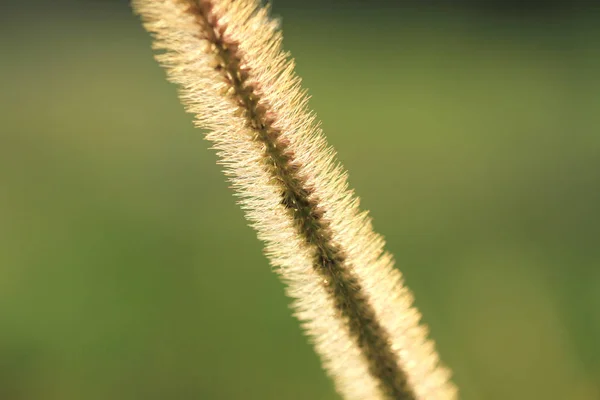 Gramineae lub Pennisetum setosum (sylwetka) — Zdjęcie stockowe