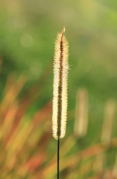 Gramineae ou Pennisetum setosum (Silhueta ) — Fotografia de Stock