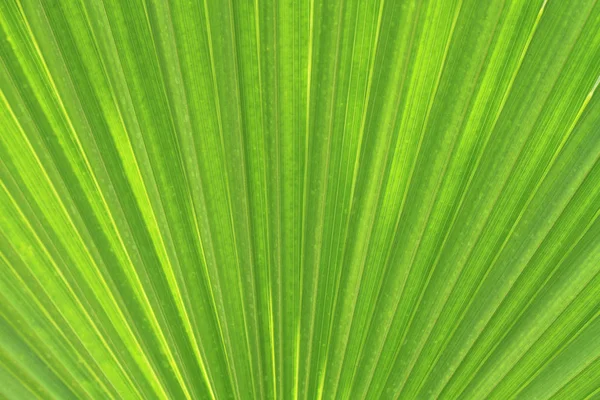 Palm leaf texture as natural background Royalty Free Stock Photos