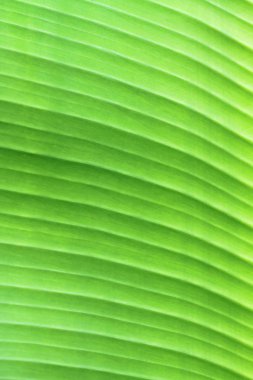 Yeşil muz yaprak doku veya arka plan