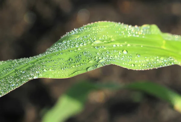 Капли воды на кукурузном листке — стоковое фото