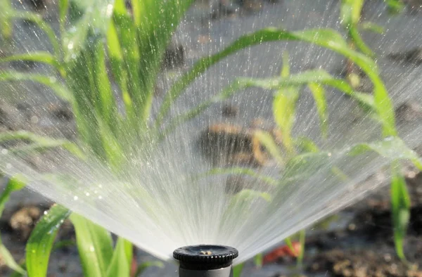 Sistema de irrigação rega planta verde — Fotografia de Stock