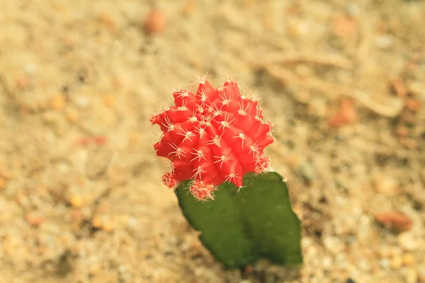 Červený kaktus rostlin — ストック写真