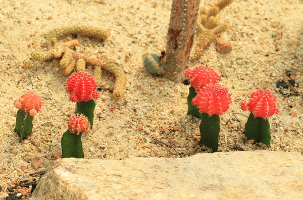 Red cactus plant — Stock Photo, Image