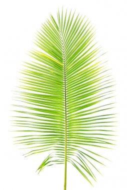 Beyaz arkaplanda yalıtılmış palmiye yaprağı