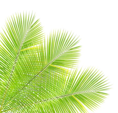 Beyaz arkaplanda yalıtılmış palmiye yaprağı