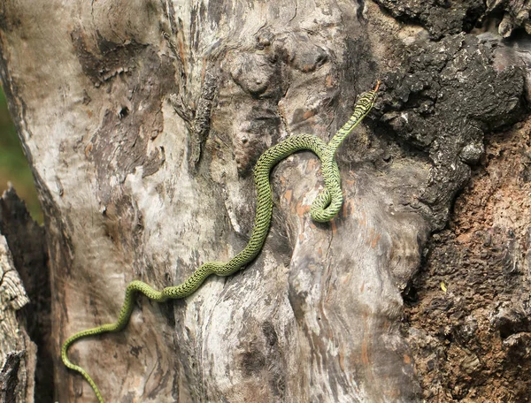 Grüne Schlange auf totem Baum — Stockfoto