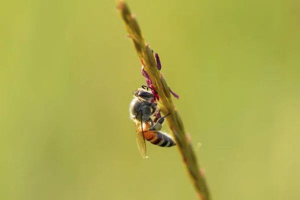 Close up εικόνα της μέλισσας στο λουλούδι με φυσικό πράσινο φόντο — Φωτογραφία Αρχείου