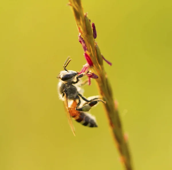 Close up imagem de abelha na flor com fundo verde natural — Fotografia de Stock