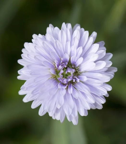 Purple aster květiny — Stock fotografie