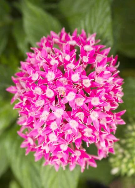 Ixora růžový květ — Stock fotografie