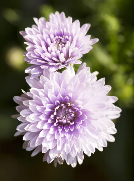 Purple aster květiny — Stock fotografie