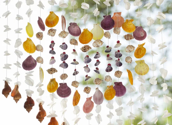 Colorful and variety seashells — Stock Photo, Image
