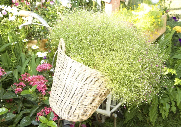 Vélo classique blanc avec fleur dans le jardin de la maison — Photo