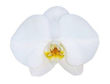 Beyaz phalaenopsis orkide beyaz arka plan üzerinde izole