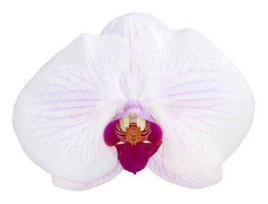Beyaz phalaenopsis orkide beyaz arka plan üzerinde izole