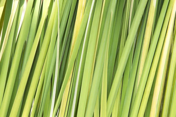 Green reed leaves background