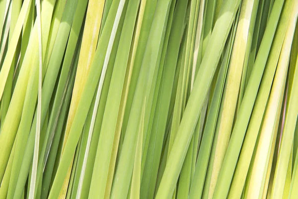 Green reed leaves background