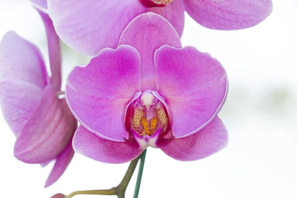 Fialový phalaenopsis orchideje — Stock fotografie