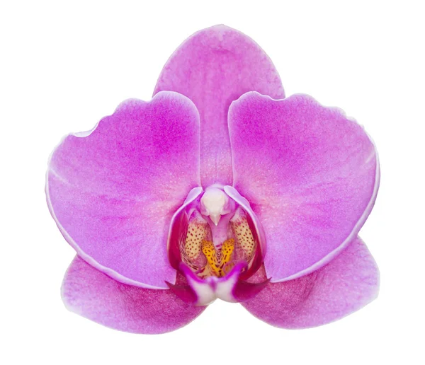 Orquídea de falaenopsis roxa isolada sobre fundo branco — Fotografia de Stock