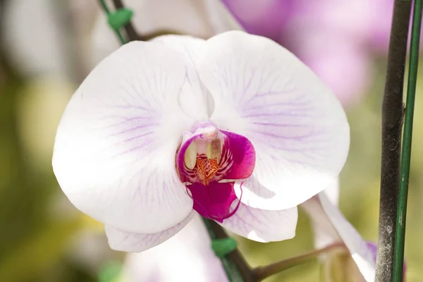 Imagem de close-up da orquídea falaenopsis branca rosa isolada em wh — Fotografia de Stock
