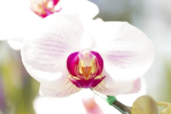 Imagem de close-up da orquídea falaenopsis branca rosa isolada em wh — Fotografia de Stock