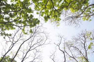 Ağaç mavi gökyüzü arka plan ile en fazla