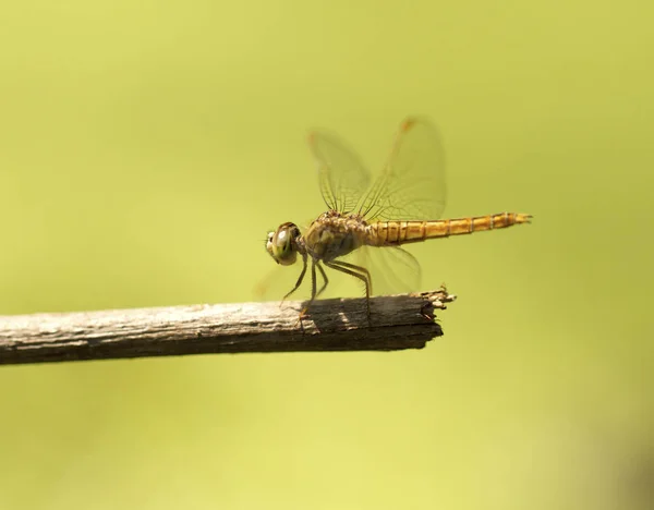 Närbild bild av brun dragonfly på naturlig grön bakgrund — Stockfoto