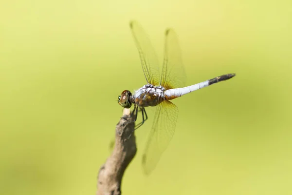 Imagen de cerca de libélula azul sobre fondo verde natural — Foto de Stock