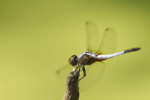 Imagen de cerca de libélula azul sobre fondo verde natural —  Fotos de Stock