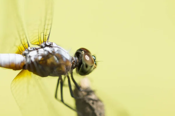 Imagen de cerca de libélula azul sobre fondo verde natural — Foto de Stock