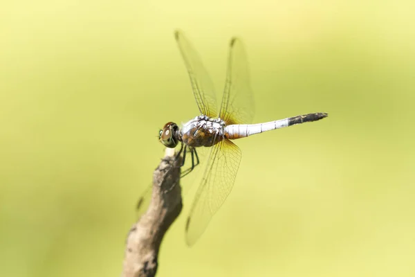 Närbild bild av blå trollslända på naturlig grön bakgrund — Stockfoto