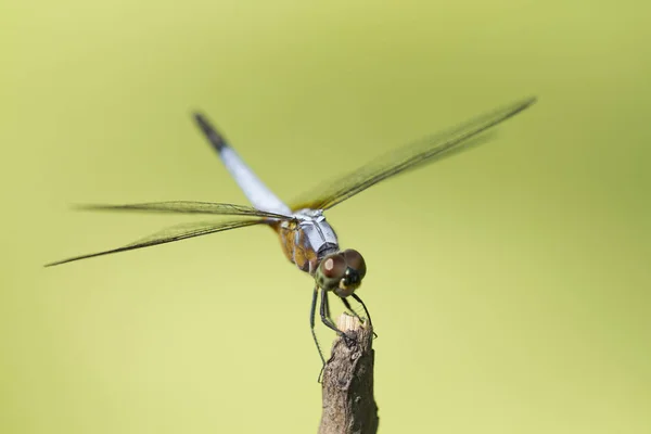 Närbild bild av blå trollslända på naturlig grön bakgrund — Stockfoto