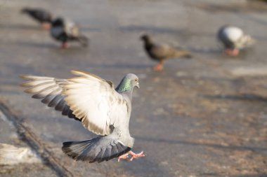 Yere iniş güvercin
