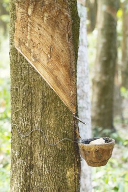 lateks kauçuk ağacı üzerinden dokunarak